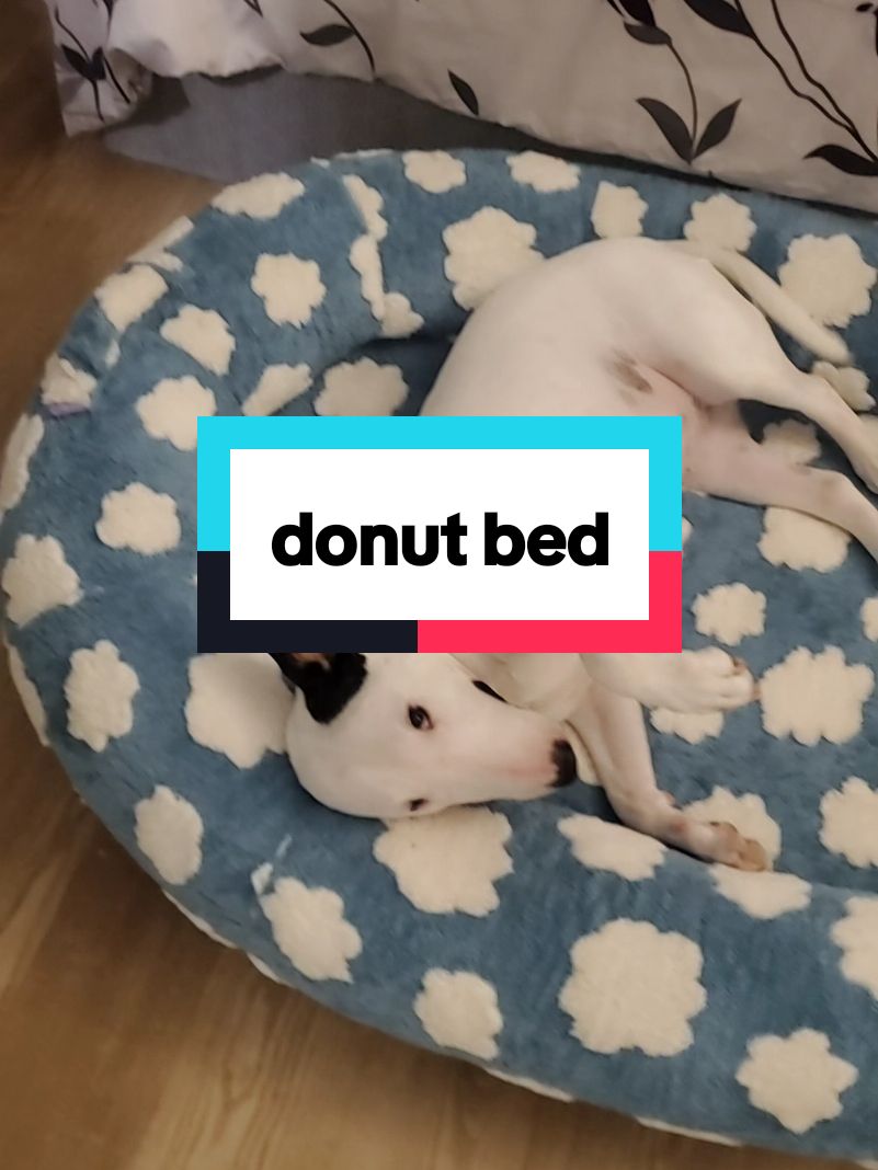#petbed #donutbed #bullterrier #minibullterrier #englishbullterrier #orthopedic #calming #washable #cozy #dogbed #catbed #xl #sherpa #retreat #greatdeal 