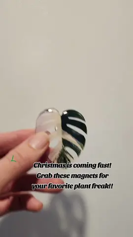 These magnets are gorgeous and functional!!!! #magnets #plants #plantsoftiktok #houseplantsoftiktok #fyp #alocasia #monstera #monsteraalbo #philodendron 
