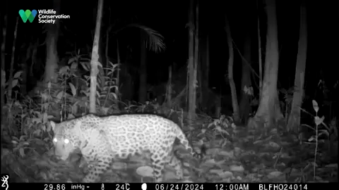 #WCS comparte el avistamiento nocturno del jaguar en su hábitat natural. Se acercó directamente a la cámara trampa.