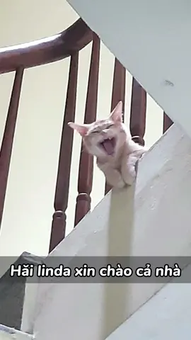 Haii linda xin chào cả nhàa #xuhuongtiktok #camlaconmeo #meocam #meme  