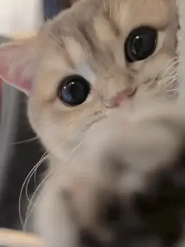 You guys are so cute 🥺🥺 #cat #cats #pet #pets #kitten #kitty #kittycat #meow #kucing #kucinggemoy #kucingoren #kucinglucu #kucingtiktok #catsoftiktok #PetsOfTikTok #catlover #petlover #cattok #catsvideo #fyp #fypp #fypシ゚ #viraltiktok #foryoupag #tiktokviral #cute #cutecat #adorable #comel #lucu #lovely #babycat #anakkucing #animal 