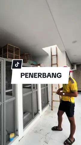 Japati dulu ah #iting1st #itingmeledak