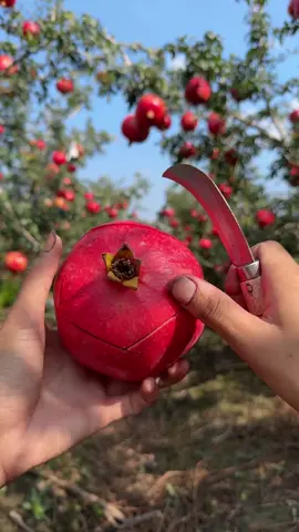 Very fresh cutting skill ripe pomegranate fruit at beautiful farming #fresh #fruit #fruitcutting #cuttingskill 