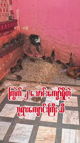 အိန္ဒိယ က ကြွက် ၂ သောင်းကျော်ရှိတဲ့ ကြွက်ဘုရားကျောင်းကြီးဆီ ဝင်လေ့လာကြည့်လိုက်တဲ့အခါ…. #templeofrats #rajastan #india #ခရီးပဲသွားနေမယ် #bikaner #karnimata 