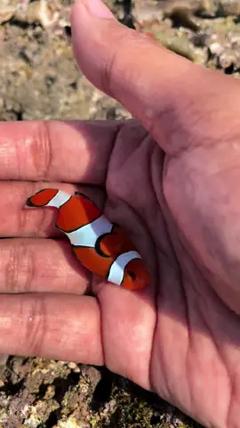 Ikan nemo yang lucu kita menemukannya di lutan #nemo #findingnemo 