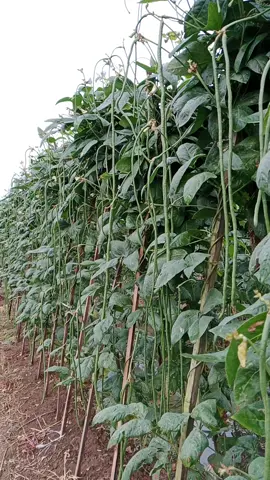 kacang panjang Garda#fyp#viraltiktok#petanimilenial#support