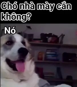 Nô tì to gan 😤  #pet #giaitri #clipvui #funny #vuive #cún #dog #🦮 