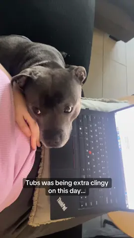 Its true when they say dogs know before you do ❤️                                    Thank you all for your kind comments and concerns about Tubs. She’s doing great and is very much alive and well! Unfortunately, I’ve been dealing with hyperemesis, which has kept me from being as active online lately. We appreciate your understanding, and we can’t wait to share more updates #pregnancy #babylove #dogsoftiktok #fyp 