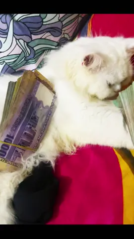 Paysssaa💸💰🤑#onty_pri✨ #elsabby💜 #butterflyelsa🎀 #persiancat #persian #catlover #catbby #frypgシ #fryp #frypシ #tiktokviral #viral_video #tiktok #fryyyyyyyyyyy 