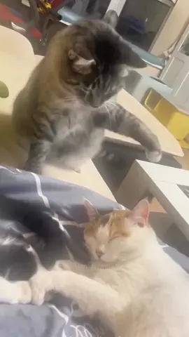 The end 😂😂 episode 665 #funny #pet #animals #funnyanimals #fyp #foryou #cat #funnycat #funnyvideos #🤣🤣🤣 #catfail 