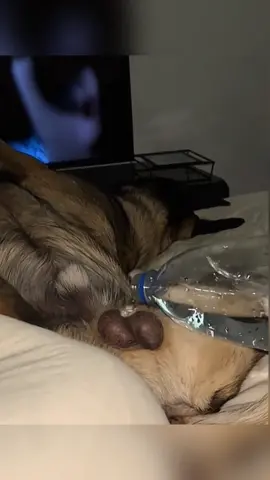 Funny animals #pet#cat#dog#cute#animal#foyou#typ 