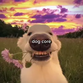 🐶 #dog #core #dogsoftiktok #fyp #f#fyppppppppppppppppppppppp #dogs #puppy #animal #recommendations 