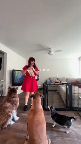 They deserve more snacks #dog #pet #fyp #dogmom #dogsoftiktok #pets #snacks 