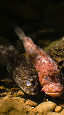 Lipsoz BaLığı Nasıl Pişirilir #balık#fish #trending #Recipe #Outdoors 