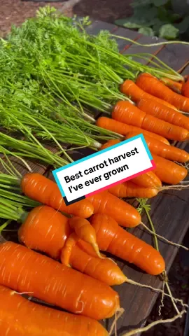 Wow, I can’t believe the amazing carrot harvest I had this year! I don’t think I’ll ever get this lucky again. I’m so grateful for all the hard work I've put into my garden in the past 4 years.  Everything just came together perfectly with the sunshine, weather, irrigation setup, and even helpful worms. I’m happy with the unexpected results! If I sound like I am bragging, please forgive me.  I can’t hold my excitement! You can direct sow your carrot seeds now for early spring harvest or late winter harvest! #car#carrotsr#harvestingc#backyardgardeningo#growyourownfoodrdening