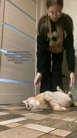 #котеки 
