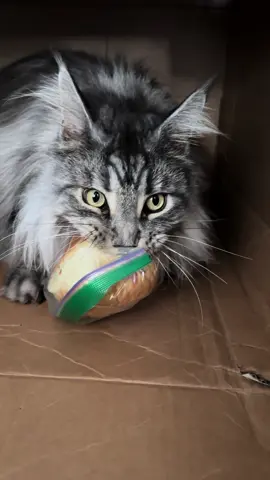 Absolute feral savagery! My maine coon stole a sandwich from our neighbour's unit and the growl is just wild. #mainecoon #catsoftiktok #fyp #savage 