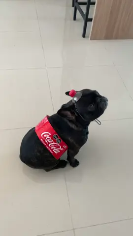 #cocacola #perros #mascotas  