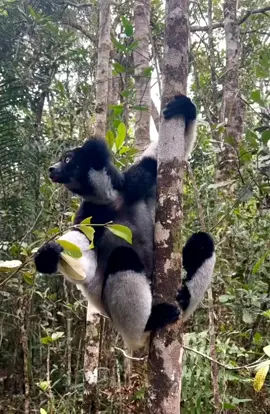 Madagascar Indri, the giant lemur, is one of my favorite lemurs #FantasticBeasts and where to find them Indri, the giant lemur, is the largest group of extant prosimians.   ,