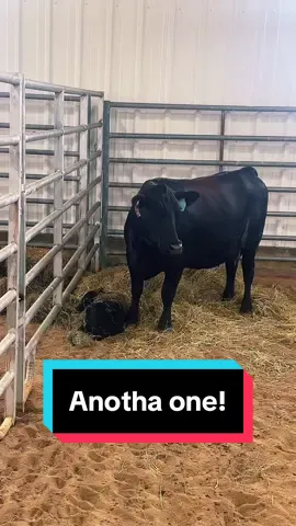 Anotha one!🐮 #calvingseason #fallcalving #newborncalf 