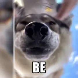 THEY TRYNA BE- 🗣️ #wolpwednesday #wolf #wolves #edit #fyp #aftereffects