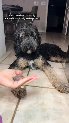 Loving this little electrip clipper for tidying those paw pads and around the eyes, mouth and eyes! Such an easy to use tool and love how safe that small blade is. Check it out by clicking the orange shopping cart! #electricclippers #rechargeableclippers #doggroom #doggrooming #dogpawhair #cleandog #dogmom #dogtools #doodledog #doodle 