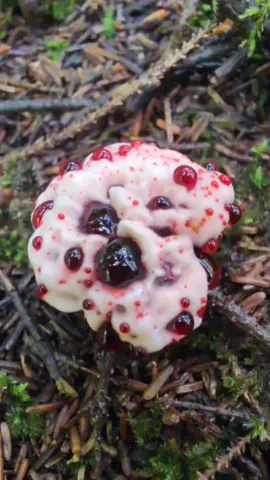 Hydnellum peckii – Kanağlayan Mantar , Şeytan Dişi Mantarı  Hydnellum peckii, halk arasında 