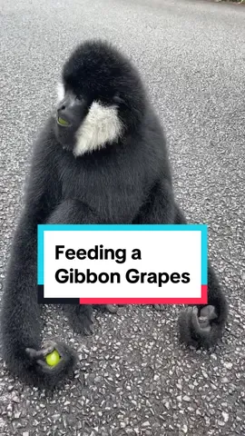 Making friends one grape at a time 🍇🐒 Gibbons are small apes renowned for their incredible agility and acrobatic prowess. They are primarily arboreal, spending most of their lives swinging through the trees of tropical and subtropical forests in Southeast Asia.    🎥 @Decompression at night  #gibbon #wildlifeanimals #animallover #animalsoftiktok #traveltok 