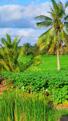 Quê hương tươi đẹp...#beauty #chill #mientay #nhacnaychillphet #nhachaymoingay #canhdep #bentre71🌴🥥 #mientayquetoi #songs #song #vietnam #vietnamese #vietnamtoiyeu #me #dua 