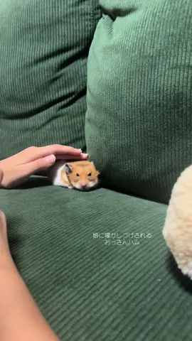 おっさんハムの寝かしつけ🐹 #ハムスターのいる暮らし #おっさんハム #ゴールデンハムスター #ハムスターのいる生活 #ハムスターのいる生活 #ハムスター #癒し #我が家のハムスター #かわいい #ゴールデンハムスター好きと繋がりたい #爆睡ハムスター #うとうと