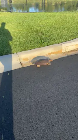 Save the turtles #hurricane #hurricanehelene #florida #wildlife #peta #fyp 