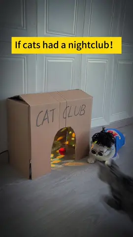 If cats had a nightclub!#catshake #catvideos #catclub #kittens #catsoftiktok 