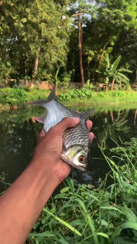 Bahan Sw Bolo #mancingmania #mancing #fyp 