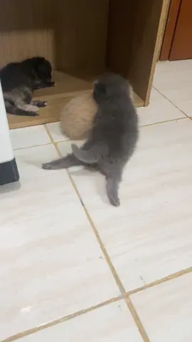 Tiung tuing tuing 😼 #tuingtuingtuing🤣🤣🤣 #babycat #kucing #anakkucing #fyp 
