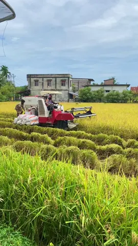 Panen padi hari ini🌾 #panenpadi #sawahpedesaan #berkah 