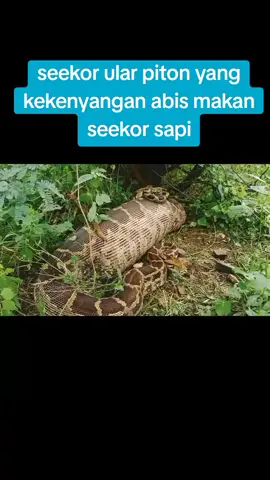 njir ngeriiii #liar #ular #snake #animal #wildlife #wild #binatang #python #ularbesar 