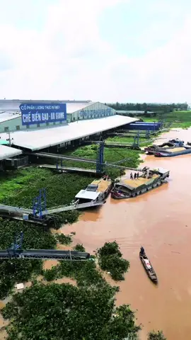 Nhà máy lúa Intimex An Giang #gaointimex #gaoxuatkhau #gaovietnam #nhamaygao 