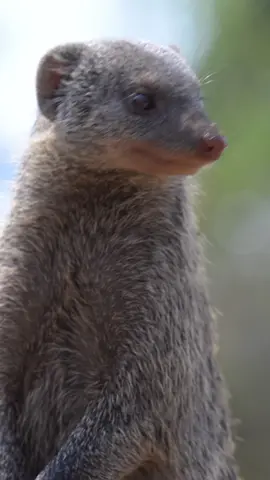 If ever there was a sound for mongoose footage, this is it! #bandedmongoose #wildlifefilmmaker #kenyawildlife 