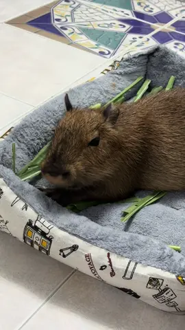 1 Day with Frankie #frankiecapybara #tiktok #tiktoker #capybara #capybaratiktok #capybaramemes #capybaralove#pet #ติ๊กต๊อก#น่ารัก #meme #สัตว์โลกน่ารัก #สัตว์เลี้ยงtiktok #สัตว์เลี้ยงน่ารัก#คาปิบารา #คาปิบาร่า#หมามะพร้าว #คนไทยรู้ทัน#tiktokviraltrending #น่ารักเกิ๊นนน 