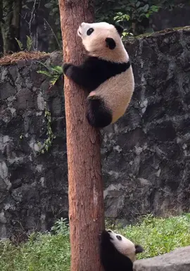 可愛いパンダちゃん🐼💕#パンダ #可愛い #panda #foryou #PetsOfTikTok #cute #lovely #fyp @Yiwa @fanfan17450 @biobibo_1013 @bioo_jp @Fascinating moment 
