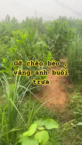 lưới bẫy chim tàng hình #luoibaychim 