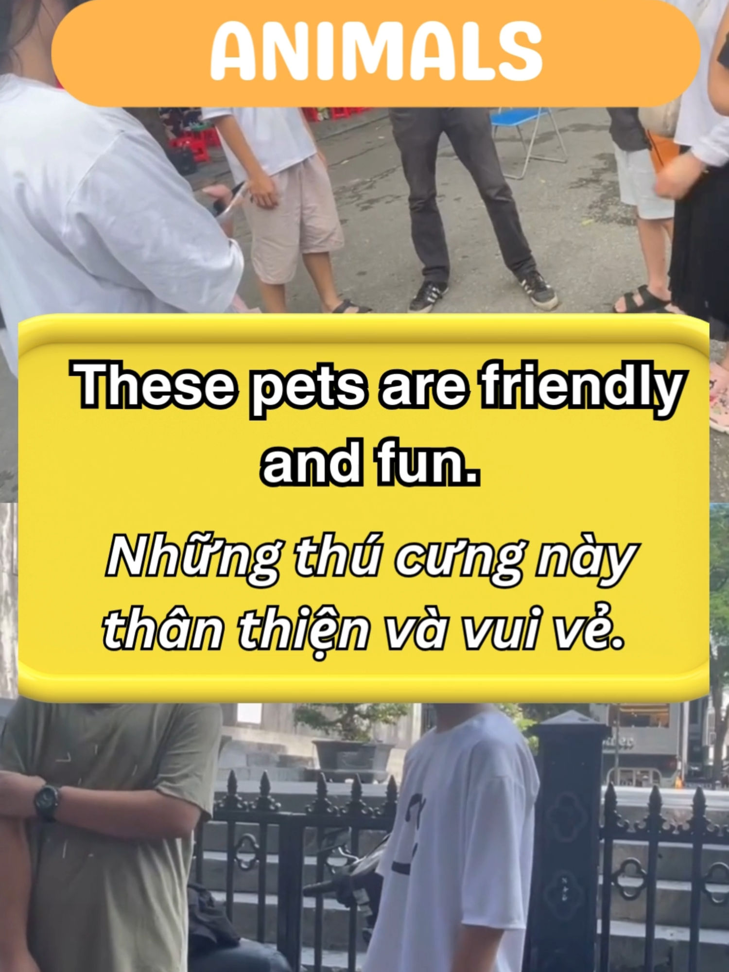 Topic ANIMALS  #learnonltiktok  #tienganhgiaotiep