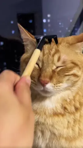 #cats #adorablecat #catlover #cutecat #catoftiktok #meow #funnycat #funnyvideos #kat #pet #cuteanimals 