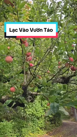 Trả lời @kimthanh shop 03 lạc vào khu vườn của người dân NaUy #lyducnauy #LearnOnTikTok #nauy 