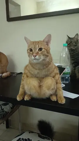penat agaknya duduk mcm biasa #catsoftiktok 