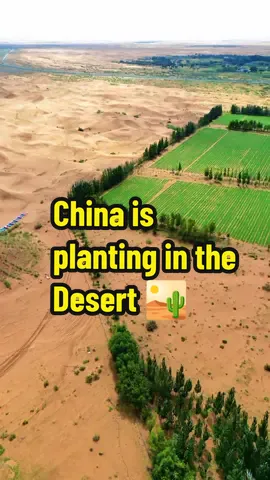 China is planting in the desert 🏜️#desert #sand #sand #usa🇺🇸 #globalpost #city #chinese #foods #tree #agriculture #farmer #globalposts 