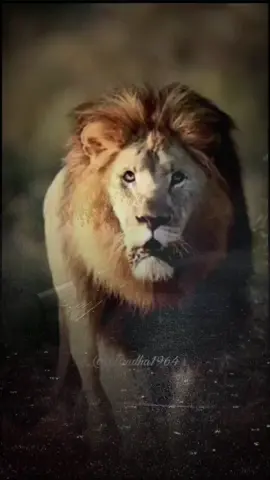 نحن لن نستسلم ( عمر المختار رحمه الله ) #حكمة_اليوم # #foryou #foryoupage #اكسبلورexplore 