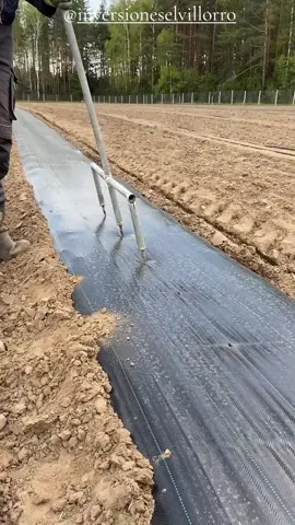Cultivó de Mora 🍓 Atención especial a la calidad de la raíz en la producción de plantas.  Las variedades de mora más cultivadas son las de tipo «floricane».  Estas son cultivares de ciclo bianual. Los tallos (cañas) crecen el primer año, y florecen y fructifican al año siguiente.  Sobre todo durante la producción de plantas, pero también después, en la fase de producción, la mora es vulnerable a las situaciones de estrés. Esto exige prestar mucha atención y estar alerta, porque la plantación no va a dar dinero hasta el segundo año.  ジ💚 @inversioneselvillorro 💚ジ #inversioneselvillorro  #siembra #agricultura  #campo #plants #mora  #agriculture #blackberry  #farming #tips #video  #agronegocio #plantas 