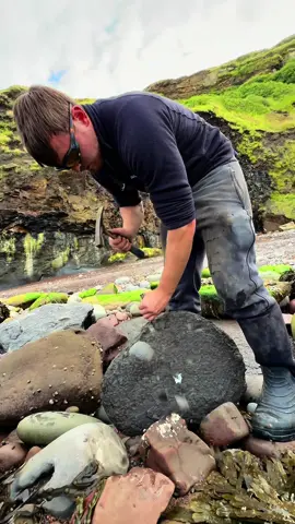 Here is an ammonite rock that we found in a loose shale slab and opened up on the beach with our hammer and chisel! 🏝🌊 The surrounding shale is softer than the nodule and is easily broken away. Inside the nodule, a beautiful Dactylioceras ammonite from the Jurassic 😍🦑 These ammonites are around 185 Million Years Old 💀🏝 Thanks for supporting our page! 🐊 #natural #nature #fossil #fossils #ancient #animals #art #ammonite #ammonites #dinosaur #scientist  #minerals #paleontology #whitby #geologist #dorset #geology #charmouth #jurassic #yorkshire #beach #coast #sea #water #squid #fyp