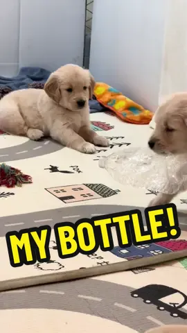 Our golden puppies playing #goldenretrievers #puppytiktok #goldenretrieverpuppy #goldensfordays #goldenretriever #puppys #puppy 